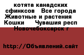 котята канадских сфинксов - Все города Животные и растения » Кошки   . Чувашия респ.,Новочебоксарск г.